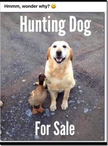 Hunting dog for sale